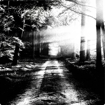 Camino forestal en blanco y negro, ilustrando la fase de descubrimiento